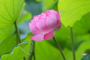 莲花池公园荷花篇