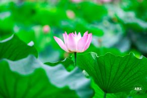 莲花池公园荷花篇