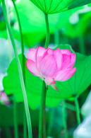 莲花池公园荷花篇