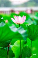 莲花池公园荷花篇