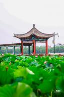 莲花池公园荷花篇