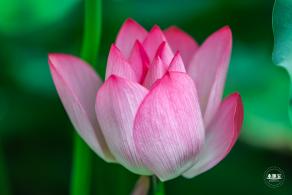 莲花池公园荷花篇
