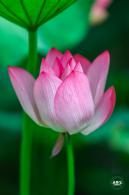 莲花池公园荷花篇