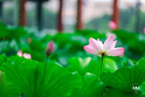 莲花池公园荷花篇