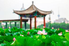 莲花池公园荷花篇