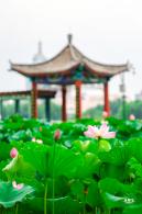 莲花池公园荷花篇