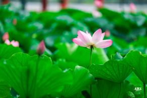 莲花池公园荷花篇
