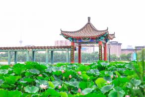 莲花池公园荷花篇