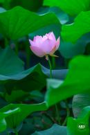 莲花池公园荷花篇