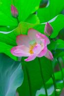 莲花池公园荷花篇