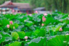 莲花池公园荷花篇