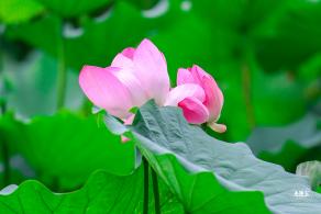莲花池公园荷花篇
