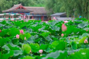 莲花池公园荷花篇
