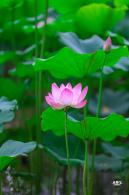 莲花池公园荷花篇