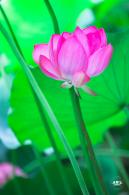 莲花池公园荷花篇