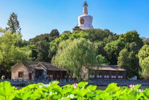 北海公园荷花