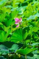 北海公园荷花