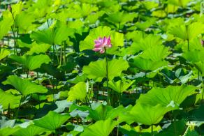 北海公园荷花