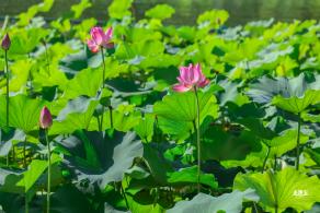 北海公园荷花