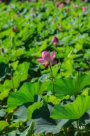 北海公园荷花