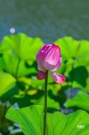 北海公园荷花