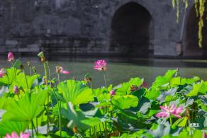北海公园荷花