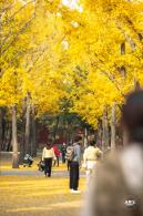 地坛公园银杏大道