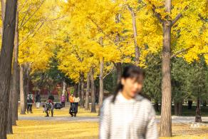 地坛公园银杏大道
