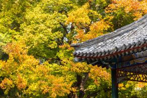地坛公园银杏大道