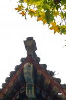 地坛公园银杏大道