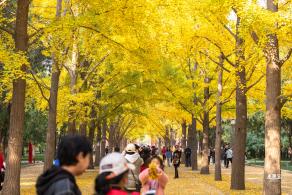 地坛公园银杏大道