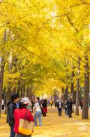 地坛公园银杏大道