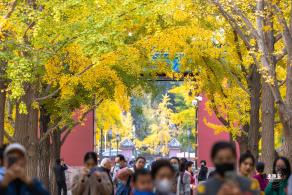 地坛公园银杏大道
