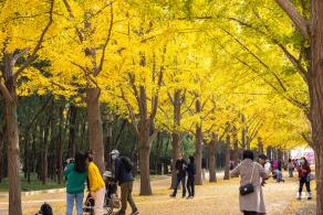 地坛公园银杏大道