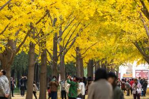 地坛公园银杏大道