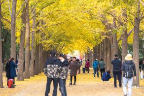 地坛公园银杏大道