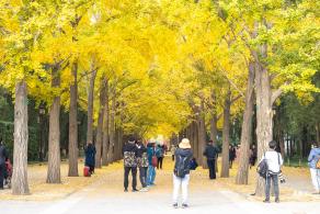 地坛公园银杏大道