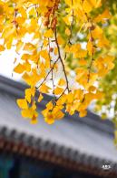 雍和宫银杏大道2022