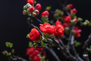 中山公园花展