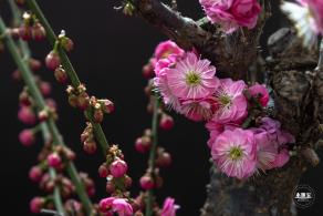 中山公园花展