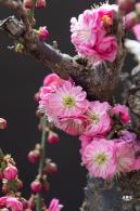 中山公园花展