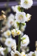 中山公园花展