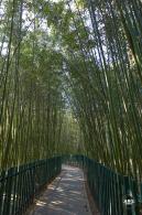 中山公园花展