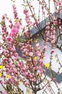 中山公园花展