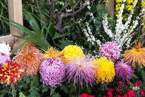 中山公园花展