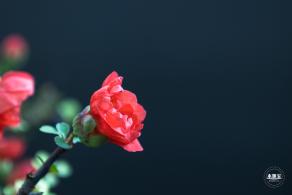 中山公园花展