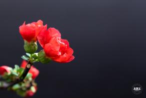 中山公园花展