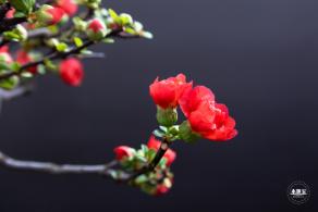 中山公园花展