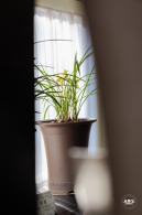 中山公园花展