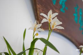 中山公园花展